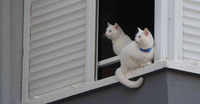 Cama çıkan kediler polisi ve itfaiyeyi alarma geçirdi