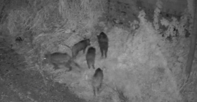 Domuz sürüsü avokado bahçesine girdi