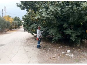 Kadirli’de görüşü engelleyen ağaçlar budanıyor