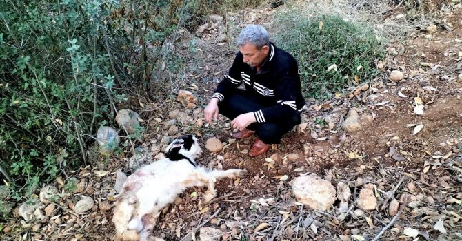 Vahşi hayvanların saldırdığı ahırda 11 küçükbaş hayvan telef oldu