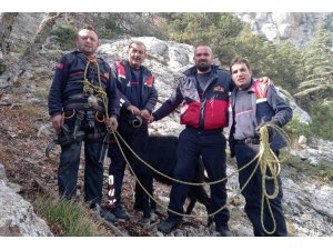 Kayalıklarda mahsur kalan 7 keçi kurtarıldı