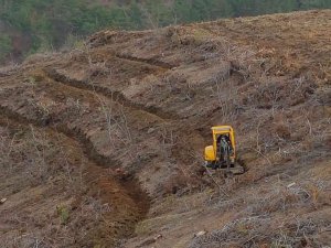 Hatay’da yanan ormanlık alanlar yeşilleniyor
