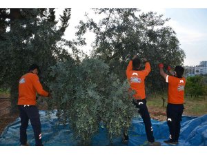 Vatandaşın zeytini sofrasına geliyor