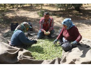 Mersin’de zeytin üreticileri hasat için işçi bulamıyor
