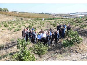 Mersin’de limon ağaçlarının kesilmesi tepki çekti