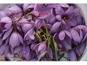 Kilosu 100 bin liradan satılıyor, 80 bin çiçekten yarım kilo üretiliyor