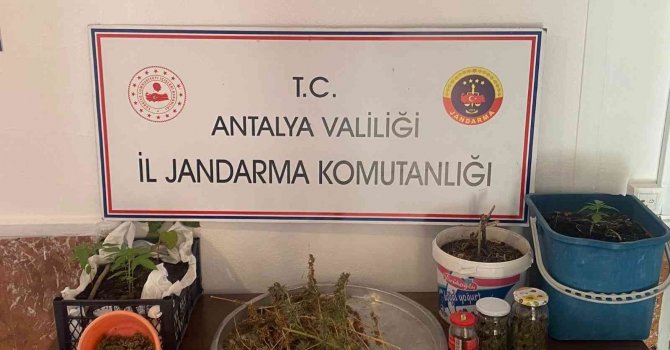 Jandarmadan yasadışı kenevir ekimine operasyon