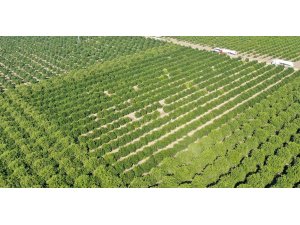 Adana’da portakal hasadı başladı, bahçede kilosu 10-12 lira