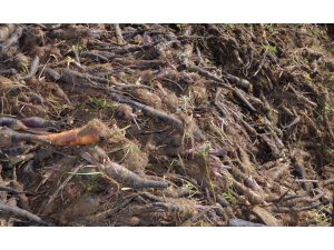 Kırıkhan siyah havucu tescillendi