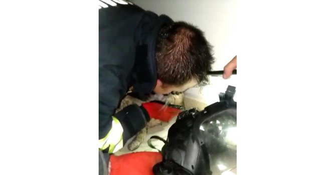 Kediyi hayatta tutma mücadelesi