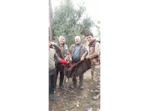 Avrupa’dan Türkiye’ye göç eden Kara Akbaba GPS sayesinde Antalya’da yakalandı