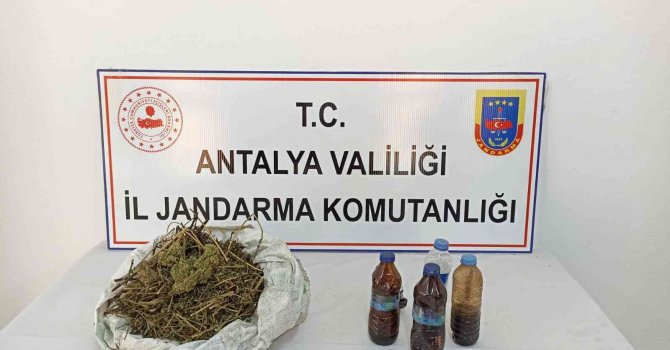 Muz bahçesine esrar operasyonu