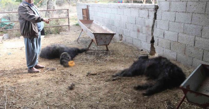 Mersin’de başıboş köpek dehşeti: Ağıldaki keçileri telef ettiler
