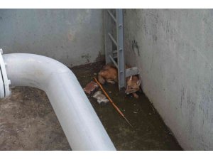 Çukura düşen çakal belediye ekiplerince çıkarıldı