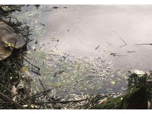 Kahramanmaraş’ta balık ölümleri üzerine harekete geçildi