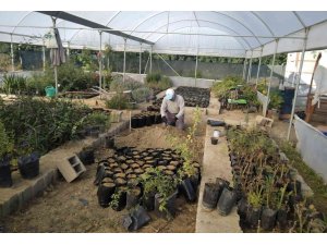 Samandağ Belediyesi süs bitkilerini kendi üretiyor