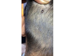 Kafasındaki tehlikeyi berber fark etti, hayatı kurtuldu