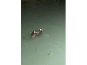 Su samurlarının balık kavgası kameraya yansıdı