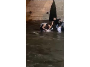 Nehirde sular çekildi, dev yayın balıklarını elleriyle yakaladılar