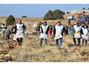 70 bin kilogram sedir tohumu toprakla buluştu