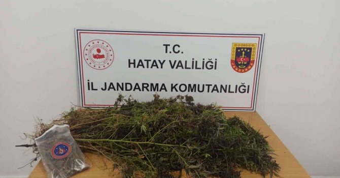 Hatay’da 477 kök skunk, 313 gram kubar esrar ele geçirildi
