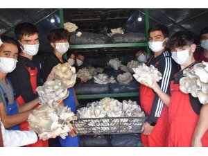 Lise öğrencileri ürettikleri istiridye mantarının ilk hasadını yaptı