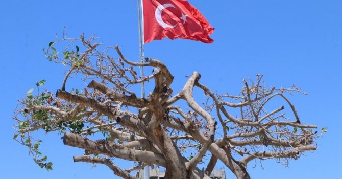 Mersin’de ağaca zarar verilmesine ilişkin dava başladı