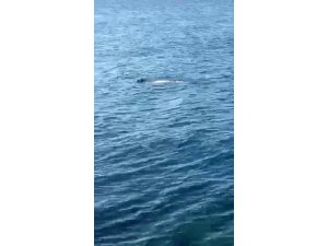Hatay’da Akdeniz foku görüldü