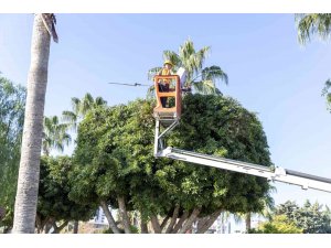 Mersin’de ağaçlara kış bakımı