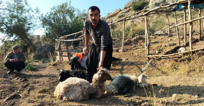 Ağıla giren sokak köpekleri, 9 keçiyi telef etti