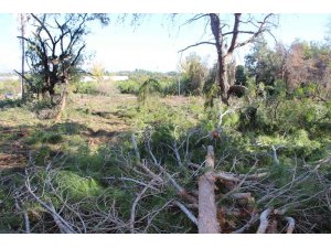 Yeni mezar yeri açmak için ağaçları kesip, eski mezarları tahrip ettiler