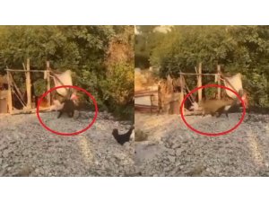 Bahçelere zarar veren domuzlar artık tavukları götürmeye başladı