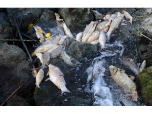 Ceyhan Nehri’nde balık ölümleri: Binlerce balığın ölüm nedeni araştırılıyor