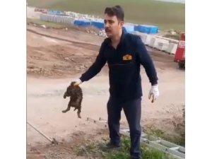 Osmaniye’de kanalizasyona düşen köpek kurtarıldı