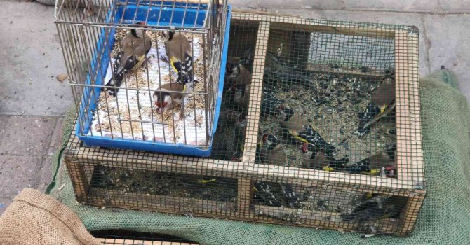 Saka kuşu besleyen şahsa 26 bin TL ceza kesildi, kuşlar doğaya salındı