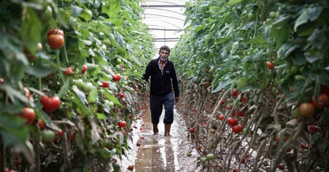 Kumluca’da çiftçilerin selden zarar gören ürünlerini zorlu kurtarma mesaisi