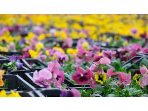 EXPO 2023, her mevsim Kahramanmaraş’ı rengarenk yapacak