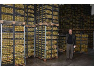 Romanya, Makedonya ve Ukrayna’ya ayva ve karyağdı armudu ihracatı