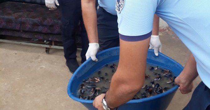 Zabıtadan 1.5 tonluk midye operasyonu