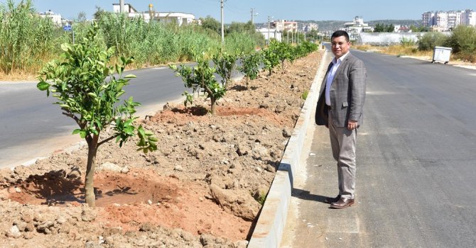 Tütüncü, Kepez’in Yeşil Seferberliği’ni inceledi