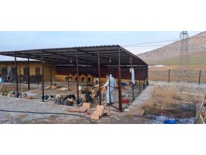 Elbistan’da 200 sokak köpeği kısırlaştırıldı