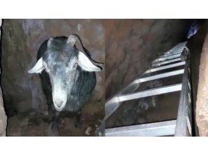 Mağarada keçi kurtarma operasyonu