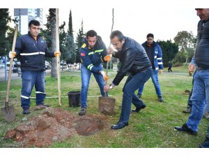 Çukurova’da turunç seferberliği