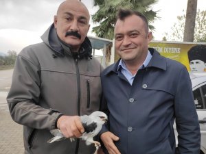 Osmaniye’de yaralı bulunan kızıl şahin ve ak çaylak tedaviye alındı