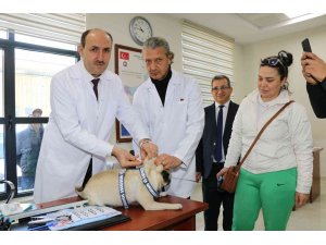 Adana’da 15 bin hayvana çip takıldı