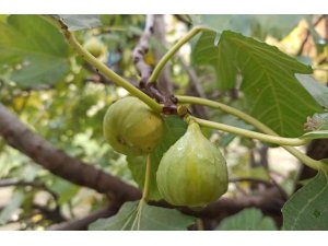 İncir ağacı Aralık ayında meyve verdi