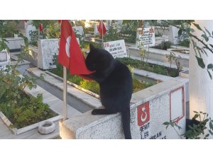 Kedi, şehitlikteki Türk bayrağını öptü