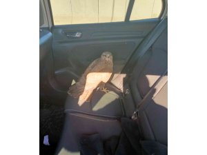 Otoyolda bulduğu yaralı kızıl şahine sahip çıktı