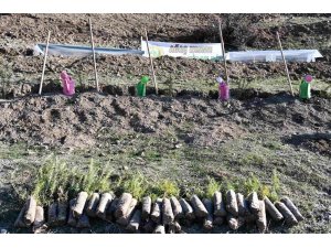 Köyde bal ormanı oluşturuldu