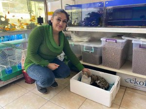 Kaldığı yerin tadilatı yüzünden dışarıda kalan kedi, 3 yavrusuyla esnafa sığındı